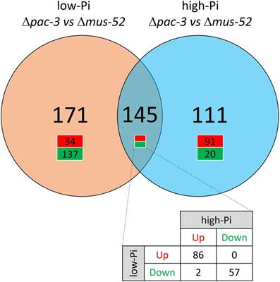 Frontiers | The pH Signaling Transcription Factor PAC-3 Regulates